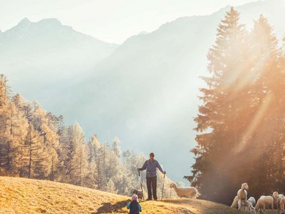 Ausflugsziele in Sölden gesucht? Kind läuft zu einem Hirten mit Schafen im sonnigen Bergwald
