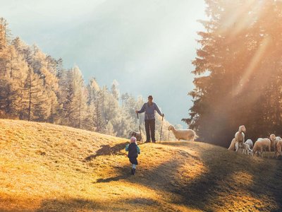 Wandern in Sölden? Im Sommer und Winter! Kind läuft zu einem Hirten mit Schafen im sonnigen Bergwald